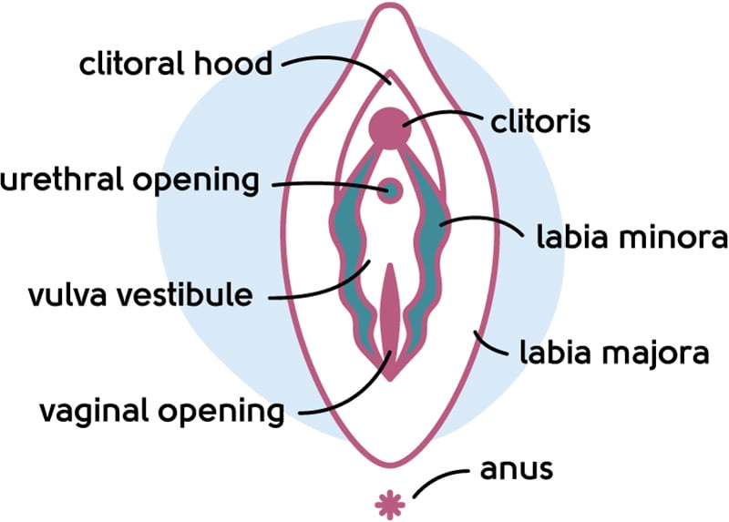 Changes in the Vagina and Vulva, Sexual Side Effects of Menopause